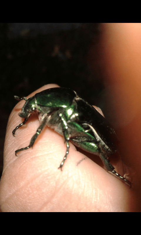 Protaetia speciosissima (Cetoniidae)?  S...(cfr.)